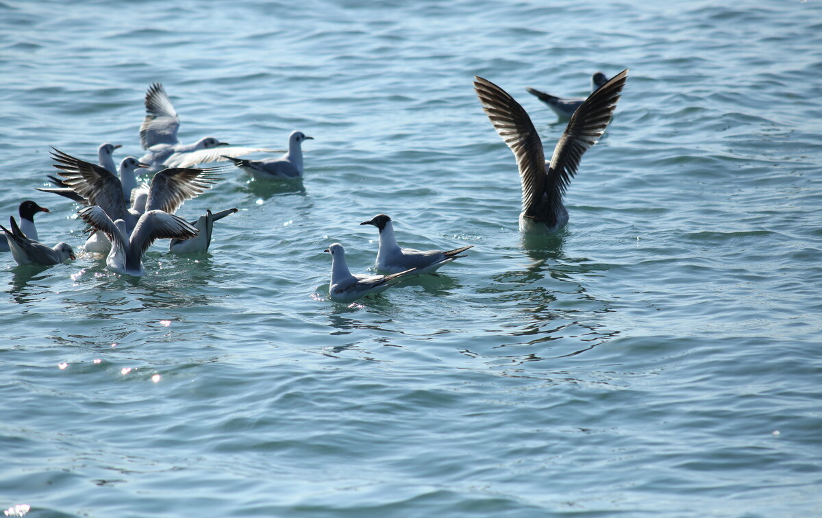 Молчать ! Я главная ! - Валерий 