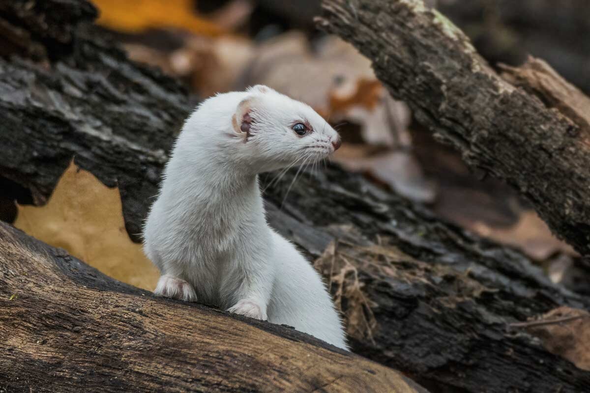 Ласка. - Nik Lovec