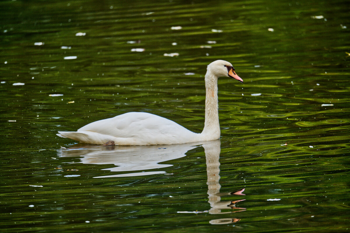 На пруду ... - Jakob Dick