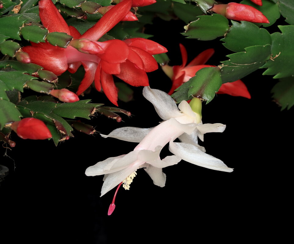 декабристы - Игорь Kуленко