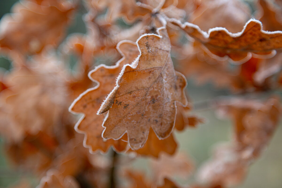 Заморозок. - Сергей Татаринов