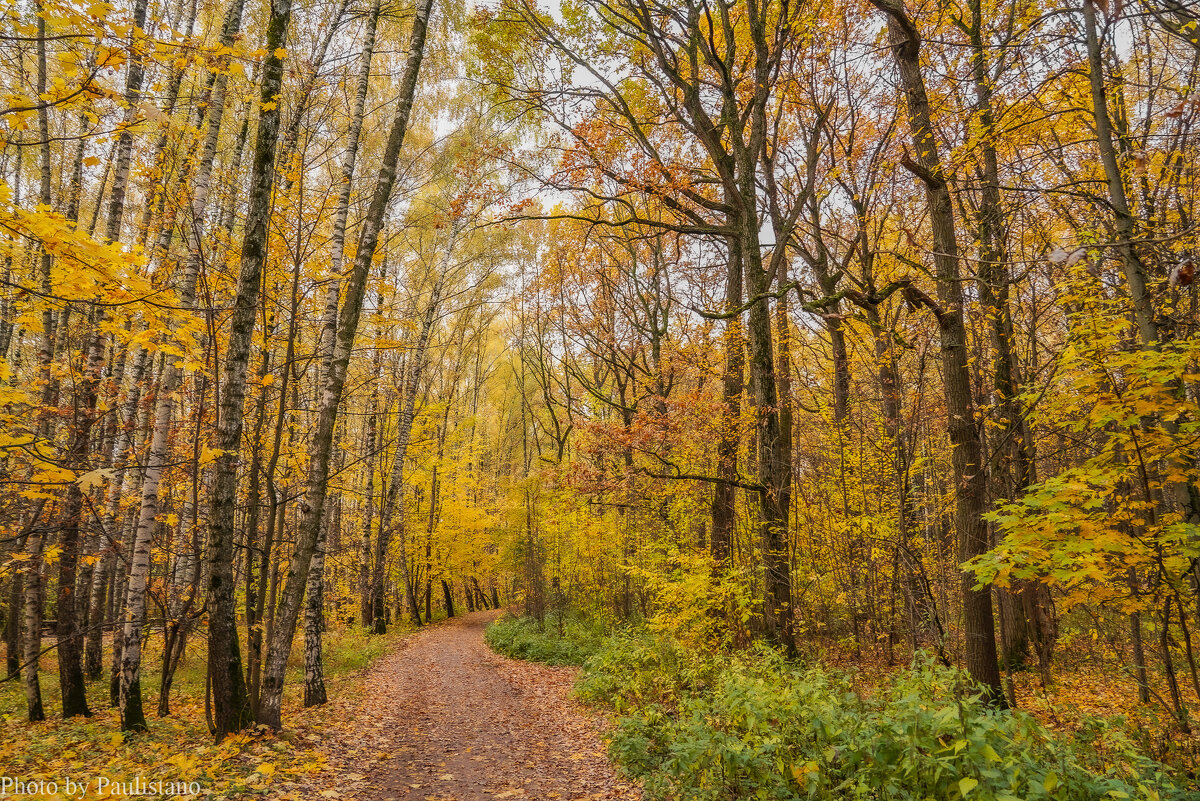 В октябрьском лесу... - Владимир Жданов