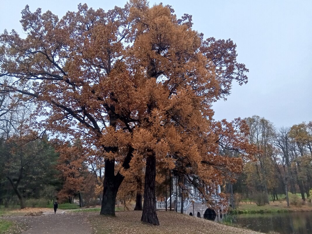 Осень - Сапсан 