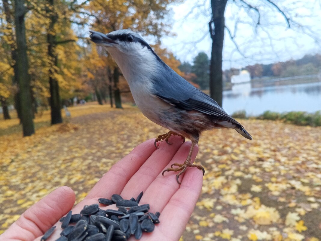 Поползень - Сапсан 