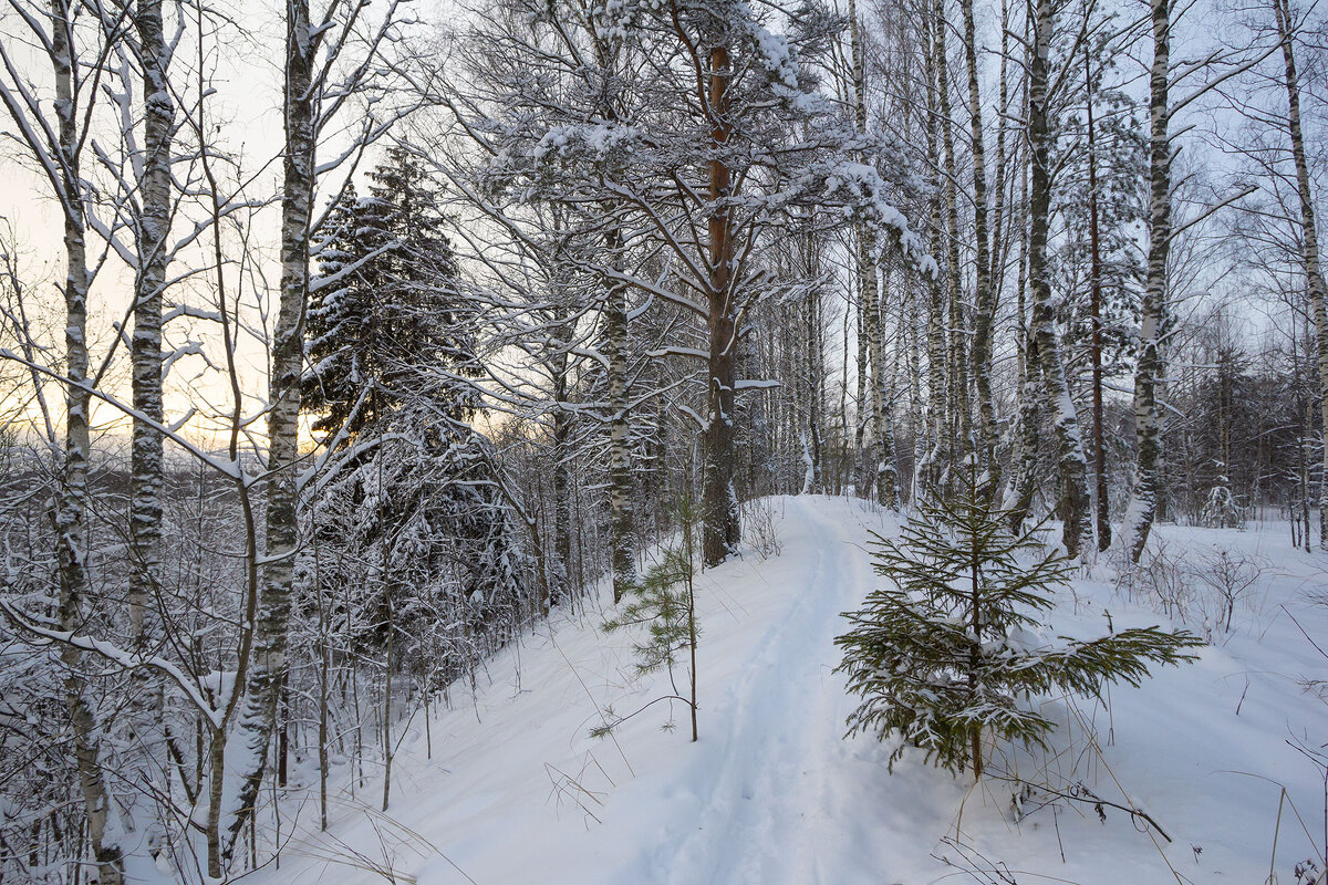 В сумраке декабря. - Андрей Дурапов