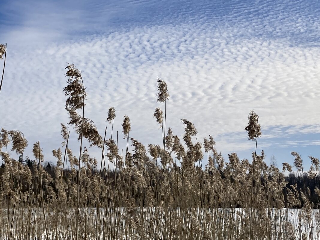 Тростник - Ольга Савельева 