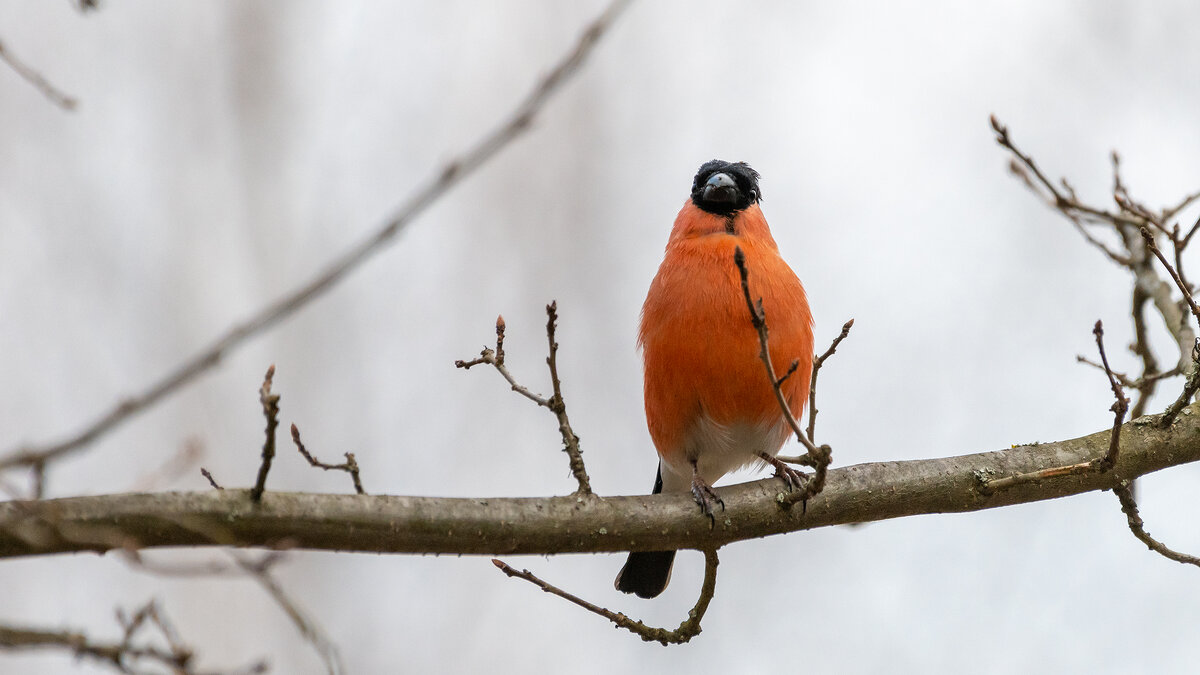 Снегирь - Владимир Лазарев