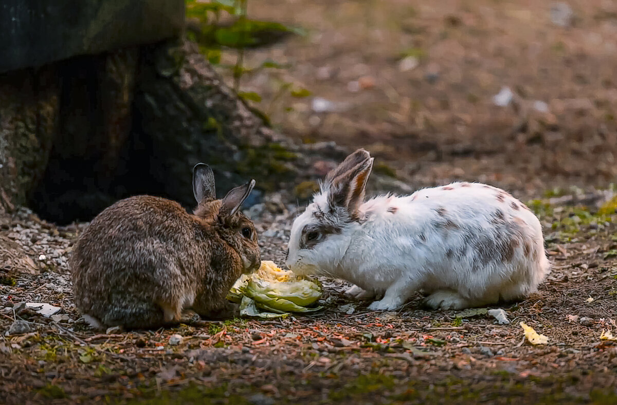 Кролики - Aleksey Afonin
