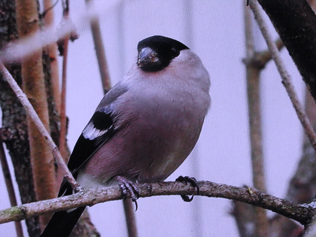 Снегириха - Людмила Смородинская