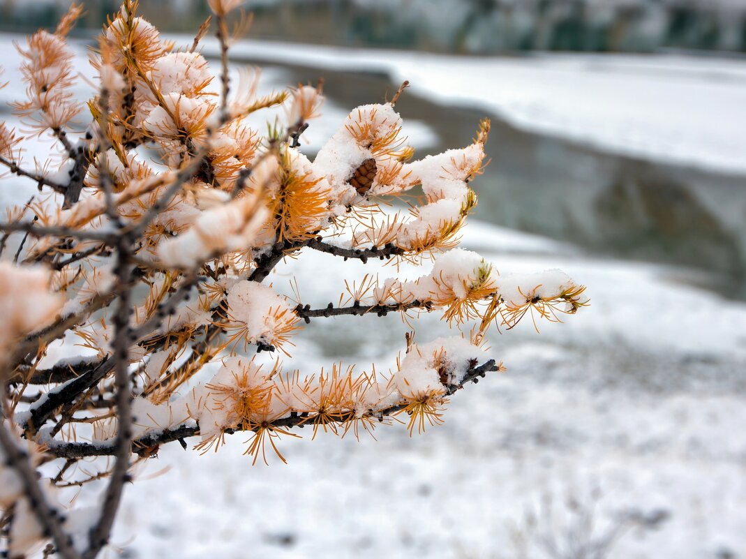 Лиственница - Виктор Фоменко
