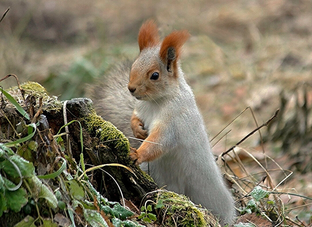 Где тут мой орешек? - елена беликова