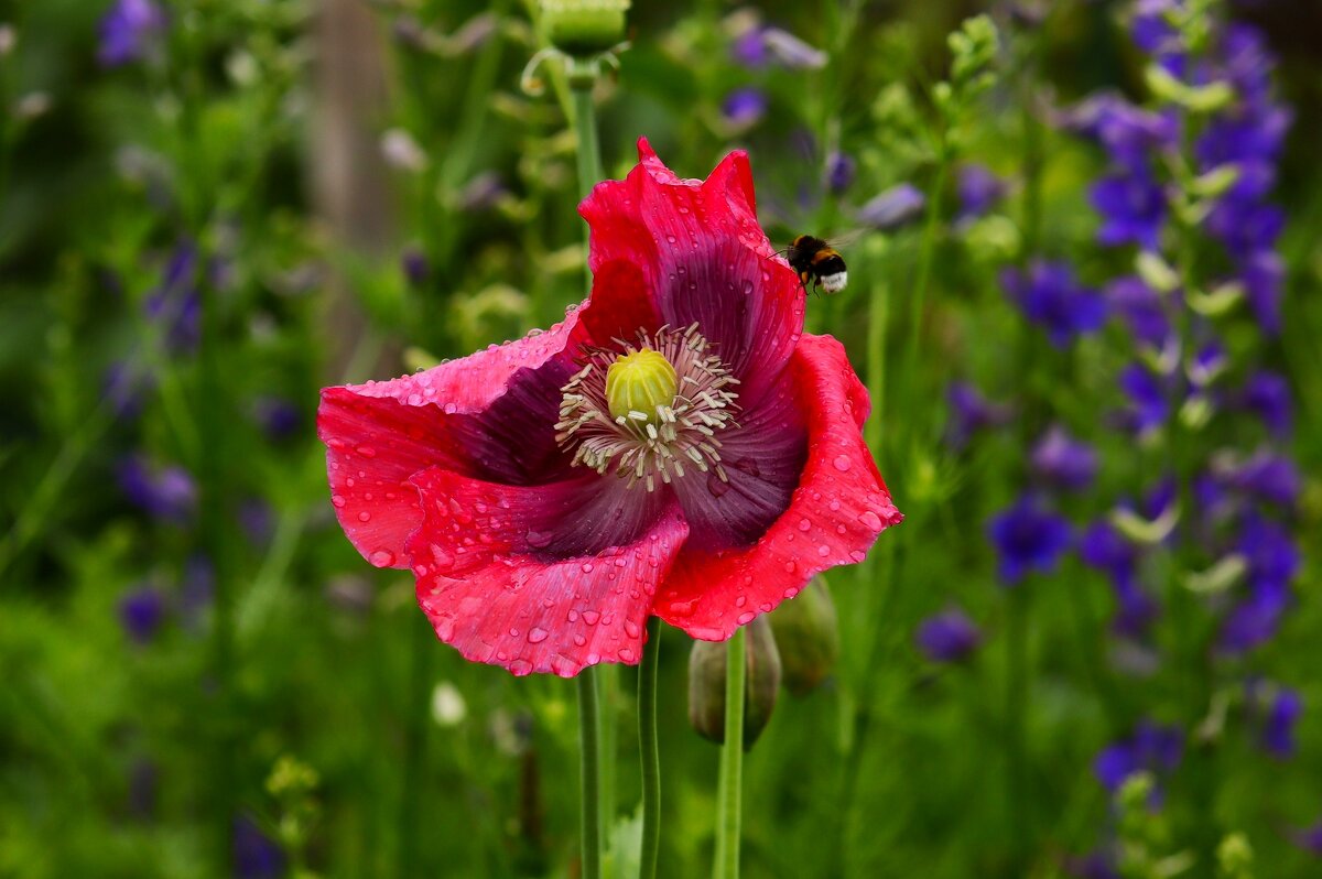 Цветы ушедшего лета - Юрий. Шмаков