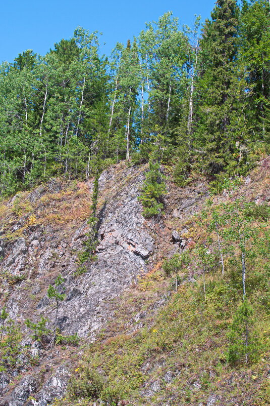 Берёзки на скале. - ВикТор Быстров