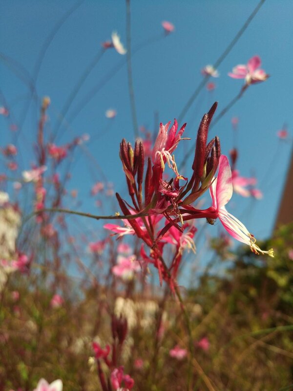 Фантазия - Натали 