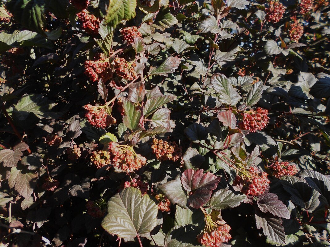 ........... - Елена Шаламова