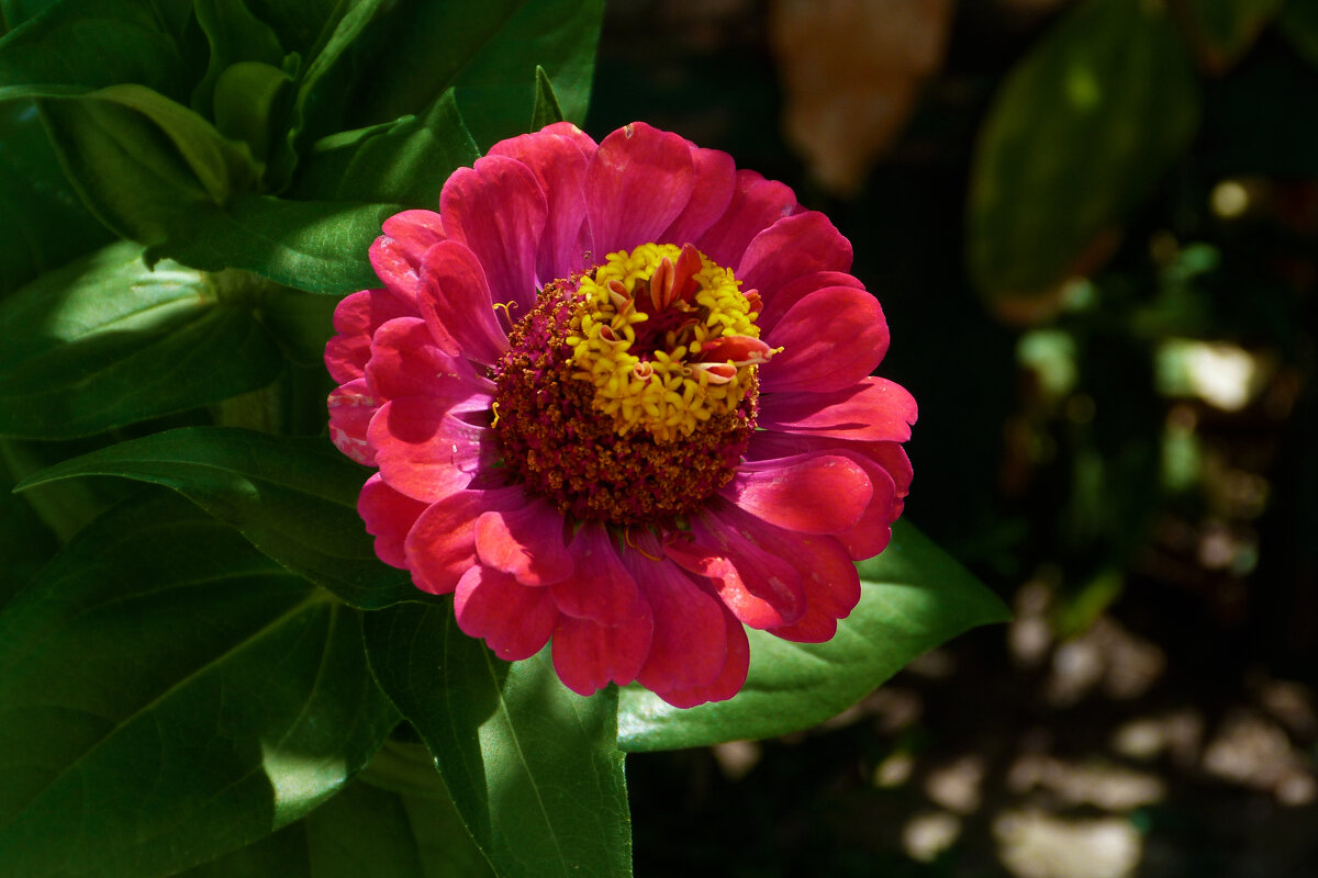 Циния  Алая - Валентин Семчишин