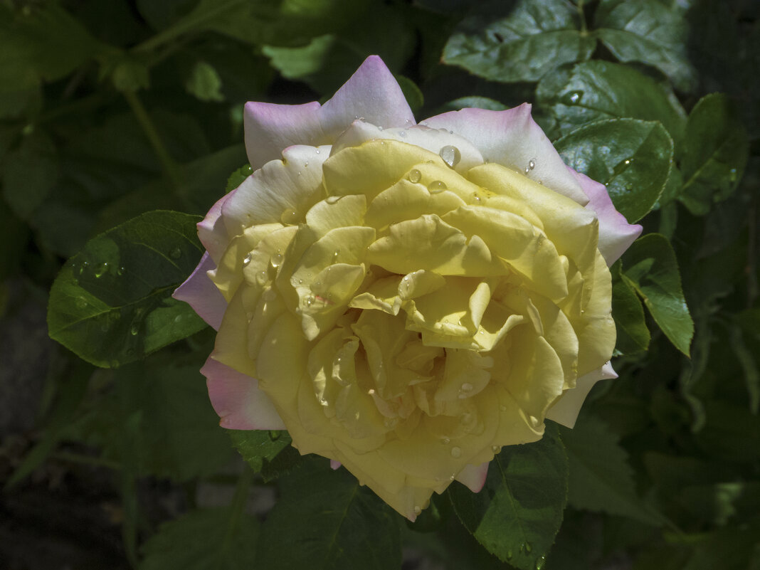 Глория  дей - Валентин Семчишин