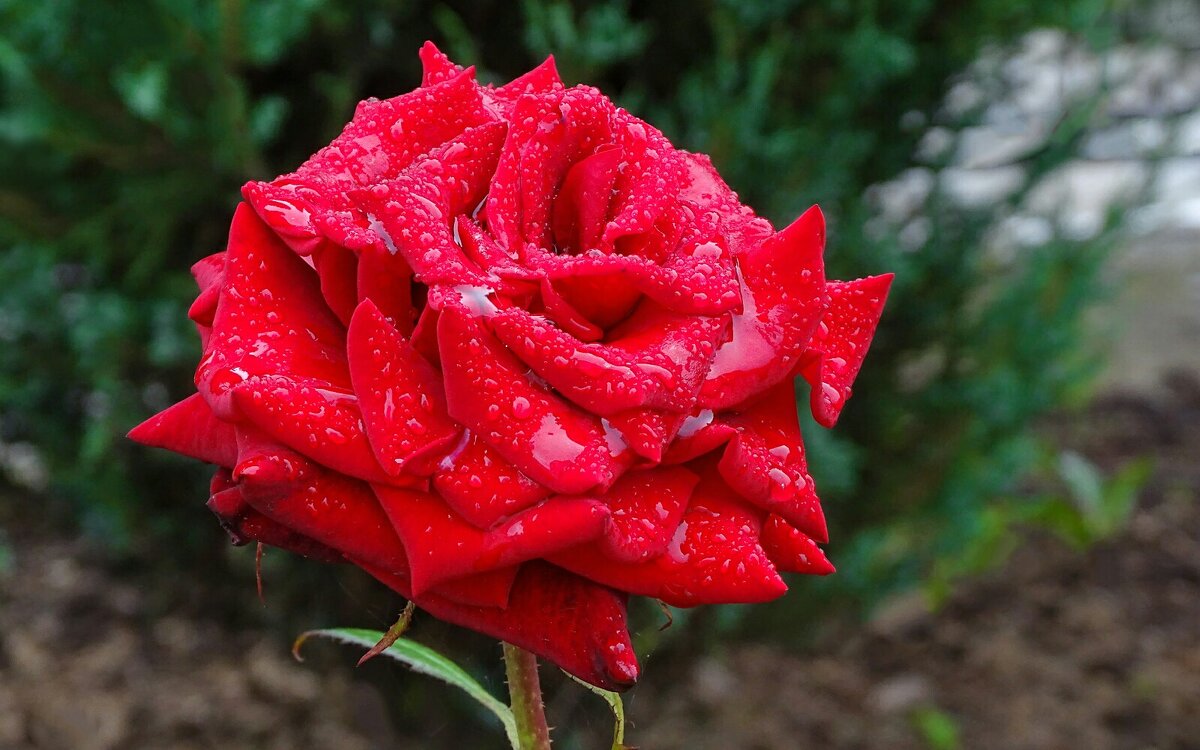 Зимой о цветах - Милешкин Владимир Алексеевич 