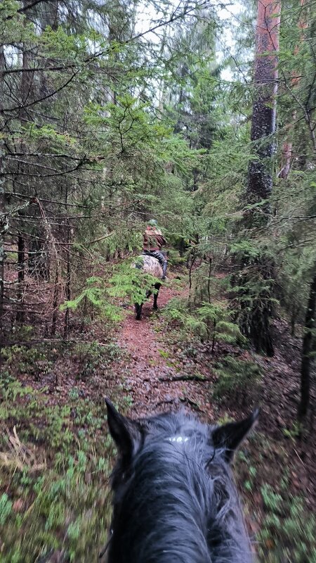Прогулка по зимнему лесу. - Ольга 