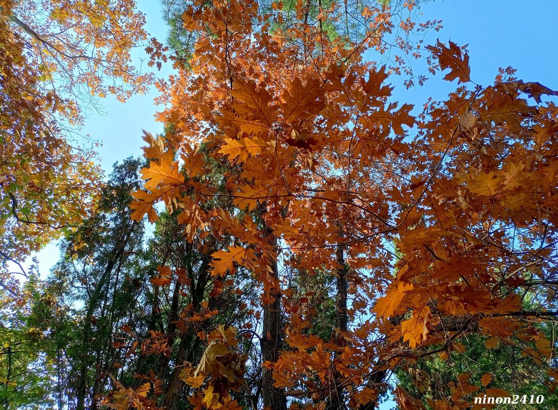 Адлер... ноябрь... - Нина Бутко