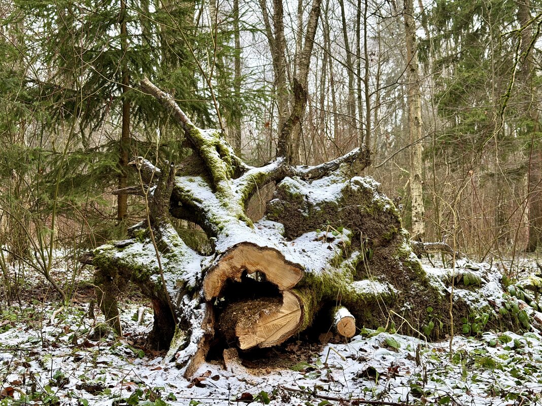 Красавец пень! - Любовь 