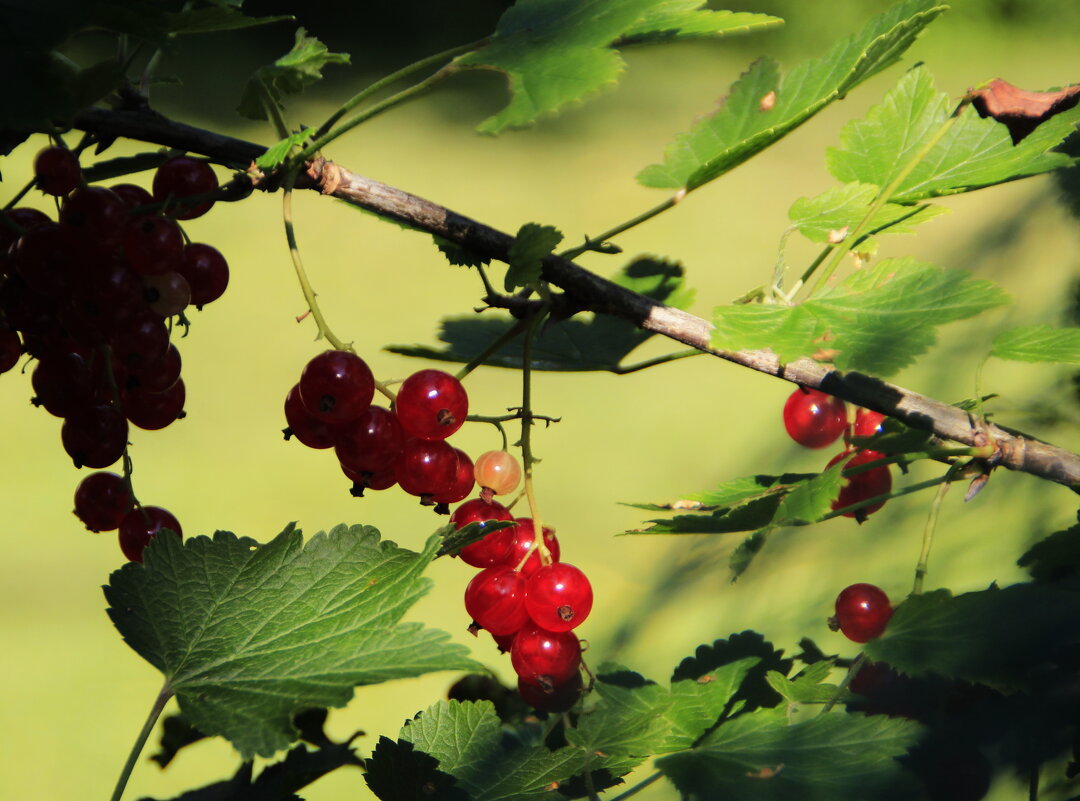 Смородинка.. - Татьян@ Ивановна