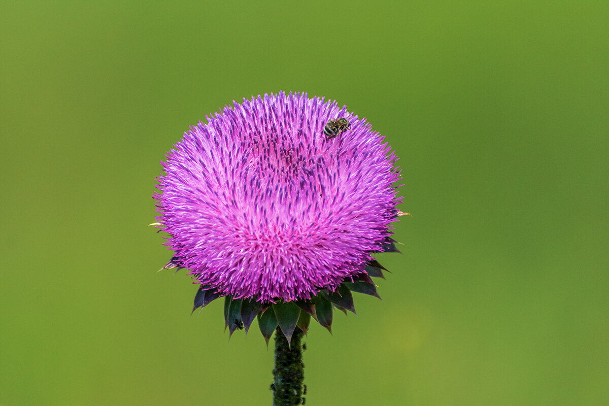 Чертополох - Игорь Сикорский