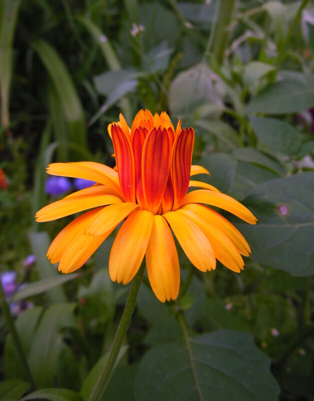 Календула. - nadyasilyuk Вознюк