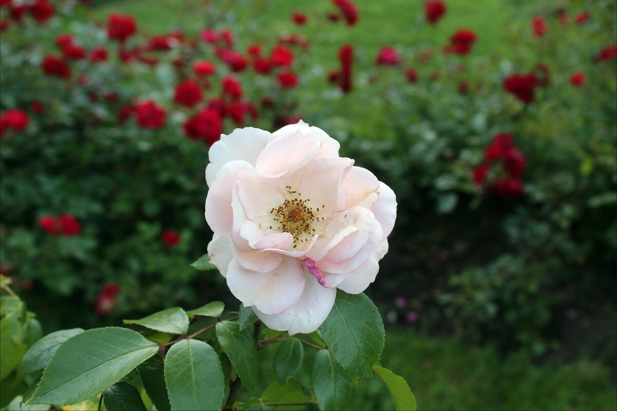 Цветок - dindin 