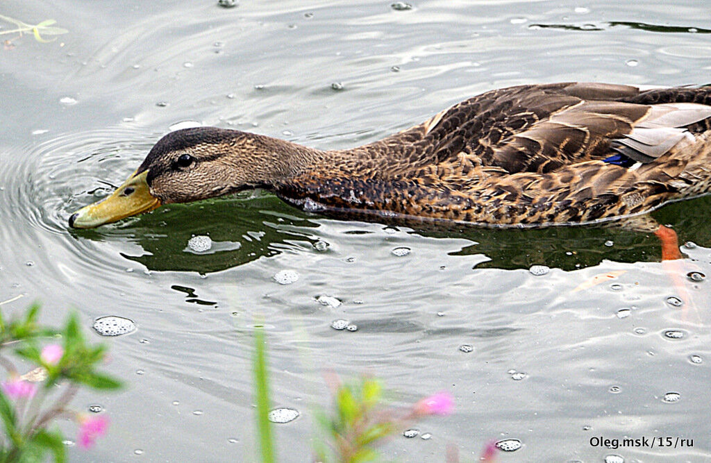 жители города - Олег Лукьянов