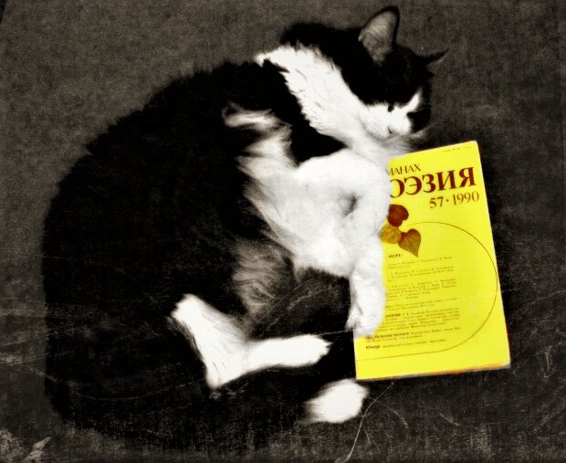 Читатель - Nora Nowhere