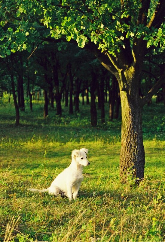 Подросток. - Сергей Рожков