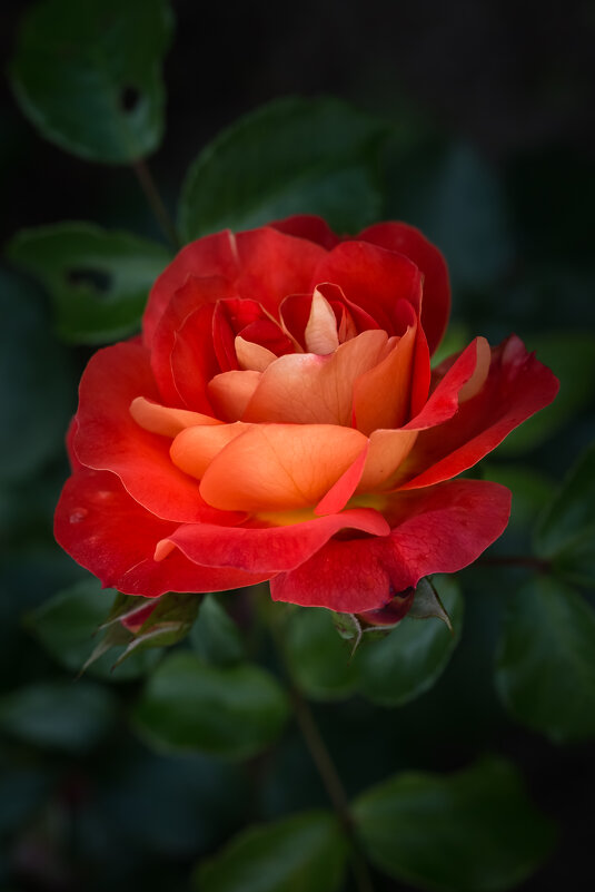 Роза - Игорь Шевченко