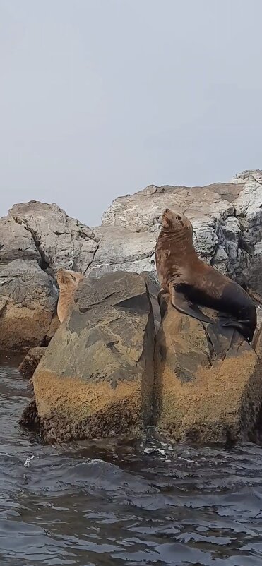 В гостях у морских жителей - Марина 