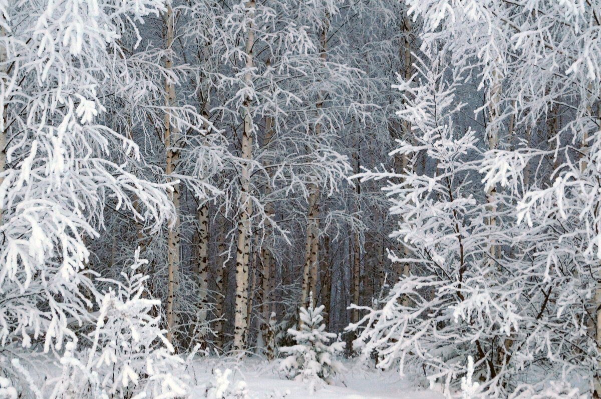 Зимний наряд леса - Сергей Ц