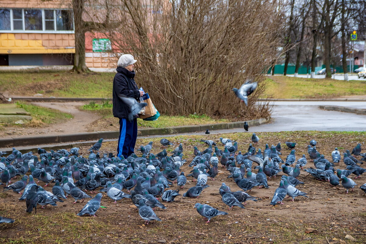 Голубиная мама. - Анатолий. Chesnavik.