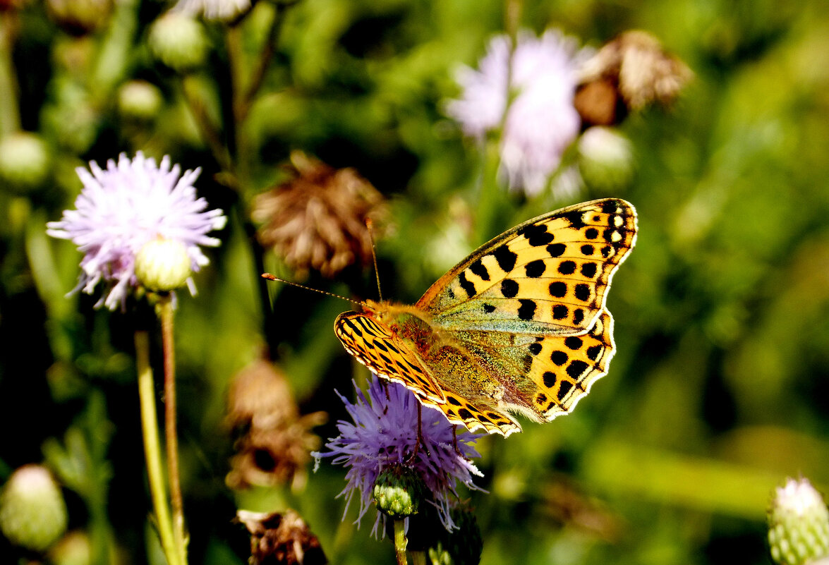 опять про бабочек...212 - Александр Прокудин