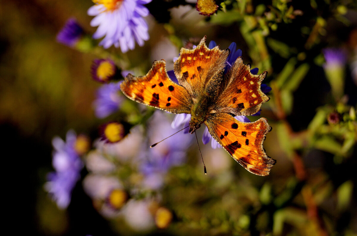 опять про бабочек...215 - Александр Прокудин