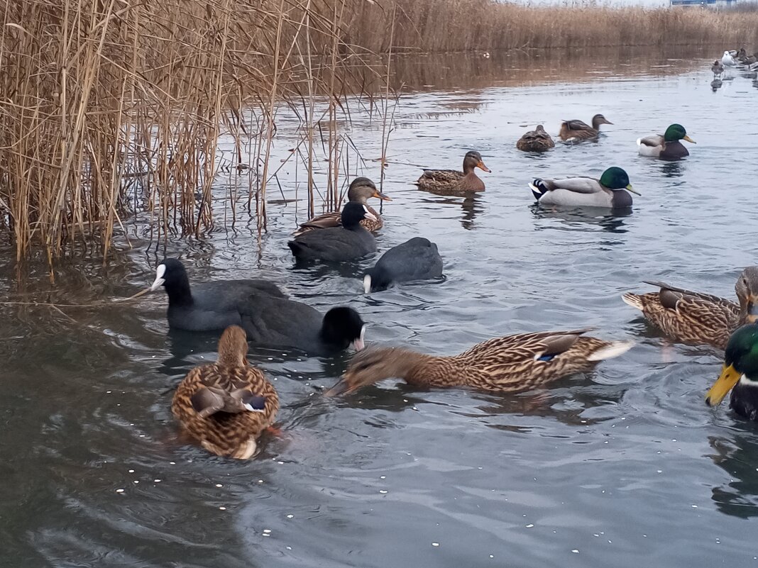 Утки и лысухи - Сапсан 