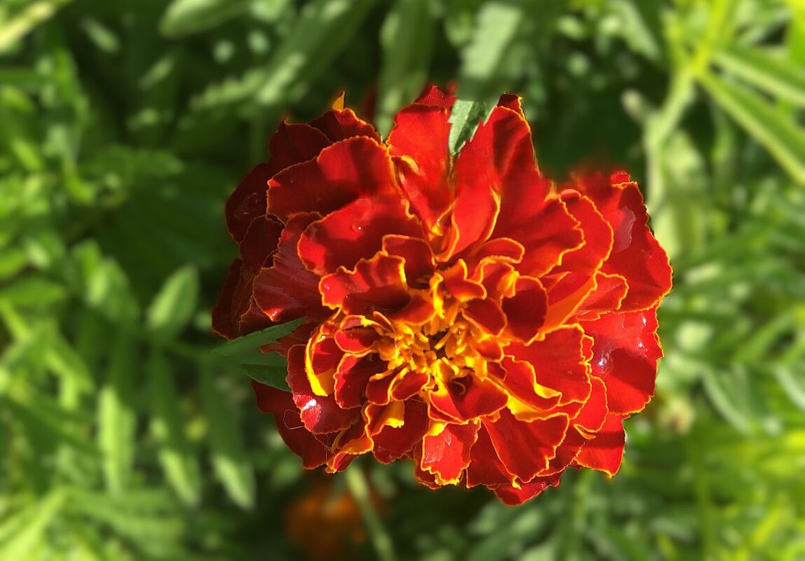 ***бархатный цветок*** - Olga Oskolkova