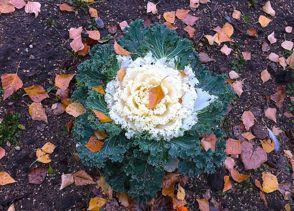 ***о с е н ь*** - Olga Oskolkova