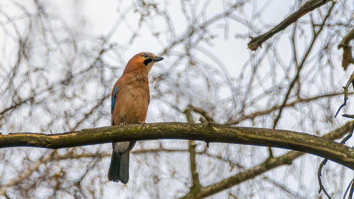 Сойка - Владимир Лазарев
