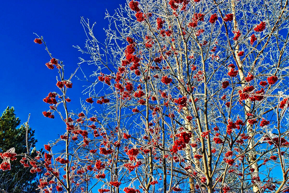 Декабрь...Зимняя краса! - Владимир 