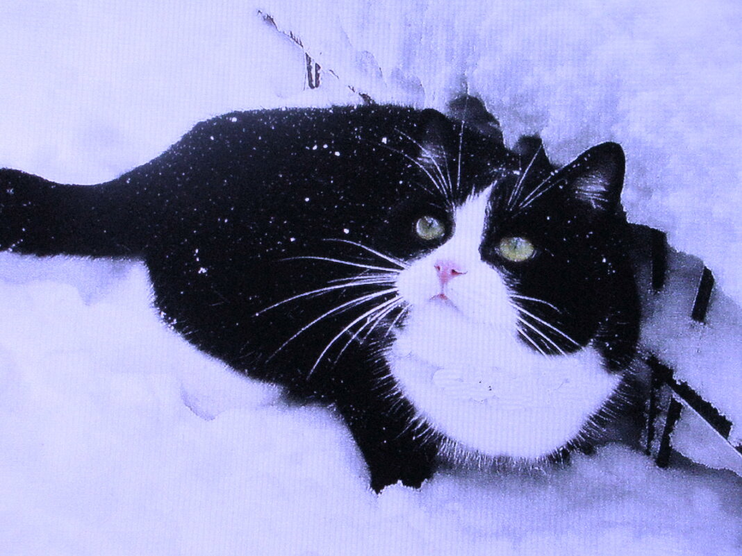 Утонул в снегу - Людмила Смородинская