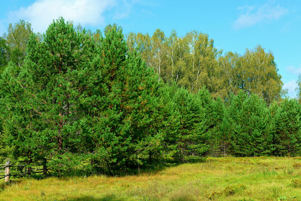 В Караканском бору - Дмитрий Конев
