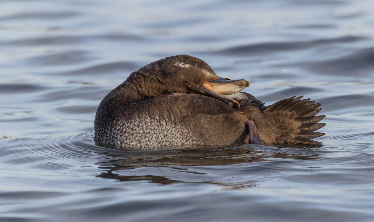 турпан. - юрий макаров
