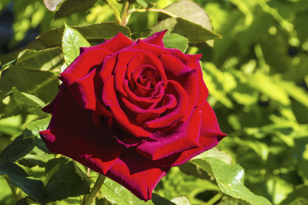 Бархатная  роза - Валентин Семчишин