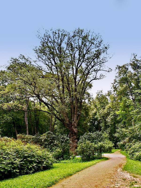 Вековой дуб. Усадьба И.С.Тургенева. Спасское-Лутовиново.Орловская область - MILAV V