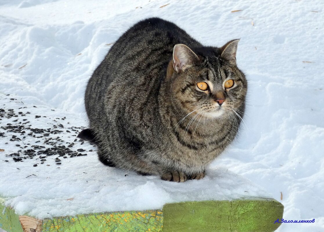 Так, семок насыпал, ждём когда дичь прилетит! :-) - Андрей Заломленков
