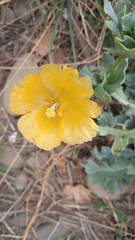 октябрь у Чёрного моря - Елена Шаламова